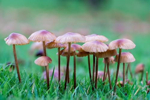 “信邦”真菌多糖食用菌能从根本上调理慢性病