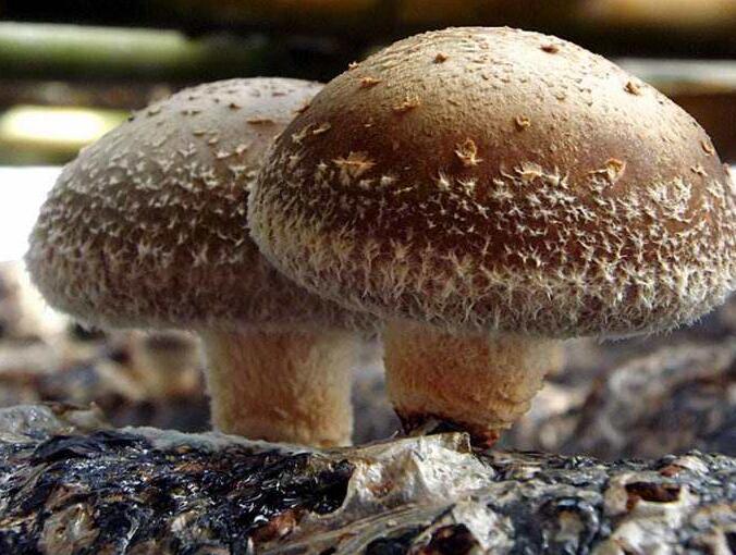 蘑菇的分级标准