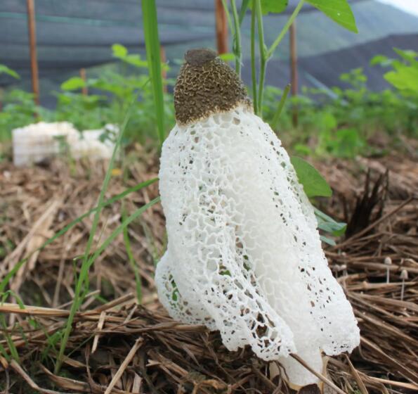 食用菌菌种应该怎么保存